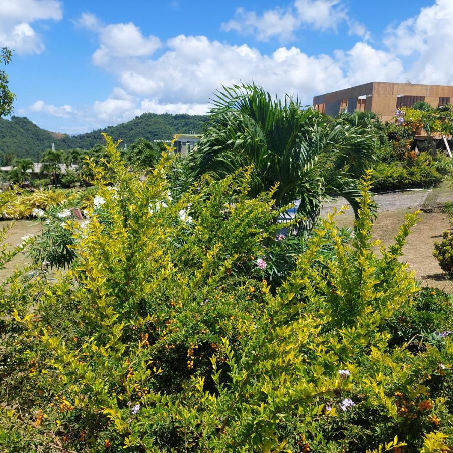 Diamond View Cottages Roseau Buitenkant foto